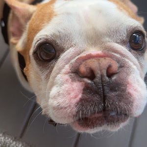 Meet your Posher, Lila